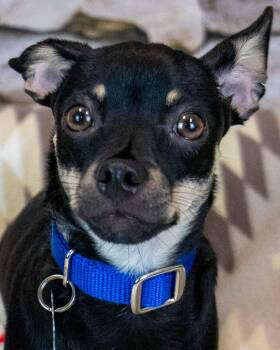 McDonald -  Chihuahua Dog for Adoption in Kennesaw, Georgia - McDonald | PetCurious