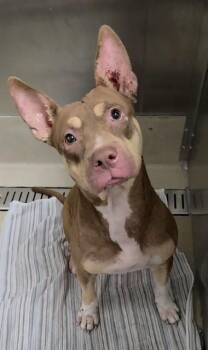 JAMIE LEE -  American Staffordshire Terrier Dog for Adoption in Fort Lauderdale, Florida - JAMIE LEE | PetCurious