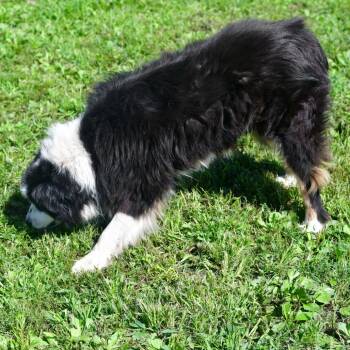 Picasso -  Border Collie and Australian Shepherd Dog for Adoption in Ottawa, Kansas - Picasso | PetCurious