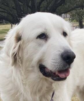 Roo -  Great Pyrenees Dog for Adoption in Spring, Texas - Roo | PetCurious