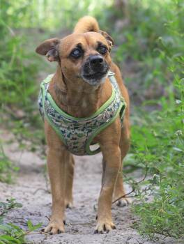 Rescue Chihuahua Dogs for Adoption in North Fort Myers, Florida - Brownie | PetCurious