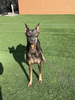 Doberman Pinscher Dogs Available for Adoption - Kolbie  | PetCurious