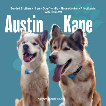 Austin & Kane (Bonded Pair) -  Siberian Husky Dog for Adoption in Los Angeles, California - Austin & Kane (Bonded Pair) | PetCurious
