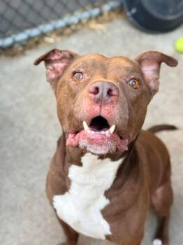 Pit Bull Terrier Dogs Available for Adoption in Chicago, Illinois - Cornell | PetCurious