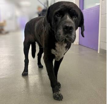 Staffordshire Bull Terrier and Mixed Breed Dogs Available for Adoption in Houston, Texas - MILO | PetCurious