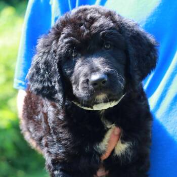 CT Grasshopper avail Jul 18 (Petco- Enfield, CT) -  Labrador Retriever and Mixed Breed Dog for Adoption in Stormville, New York - CT Grasshopper Avail Jul 18 (Petco- Enfield, CT) | PetCurious