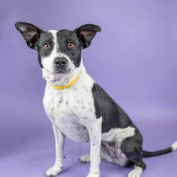 Duchess -  Border Collie and Mixed Breed Dog for Adoption in Portland, Oregon - Duchess | PetCurious