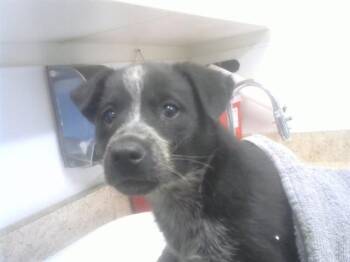 Australian Cattle Dog Blue Heeler and Mixed Breed Dogs Available for Adoption in Albuquerque, New Mexico - IZZI | PetCurious