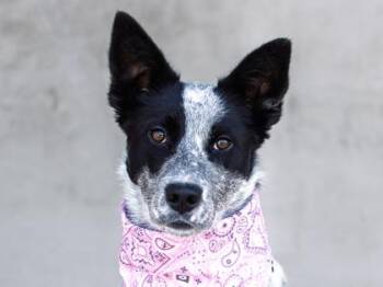 Rosalina -  Mixed Breed Dog for Adoption in Longmont, Colorado - Rosalina | PetCurious