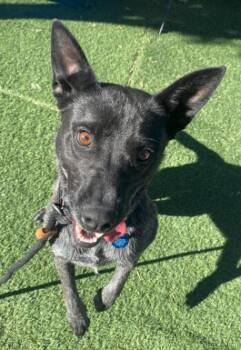 Cattle Dog and Mixed Breed Dogs Available for Adoption in Fort Collins, Colorado - Pangea | PetCurious