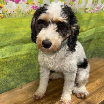 Maggie -  Bernese Mountain Dog and Poodle Dog for Adoption in Normal, Illinois - Maggie | PetCurious