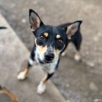BAMBI -  Chihuahua Dog for Adoption in St. Augustine, Florida - BAMBI | PetCurious