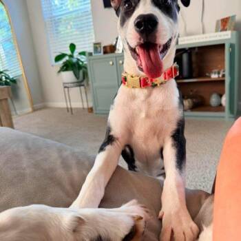 Rosemary -  Labrador Retriever and Hound Dog for Adoption in Sanford, North Carolina - Rosemary | PetCurious