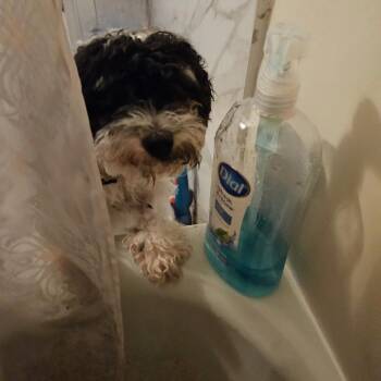 Milo -  Miniature Poodle and Mixed Breed Dog for Adoption in Avon, Ohio - Milo | PetCurious