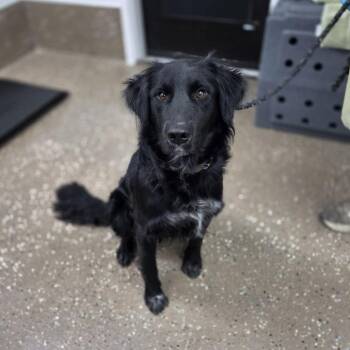 Rufus -  Retriever and Mixed Breed Dog for Adoption in Incline Village, Nevada - Rufus | PetCurious