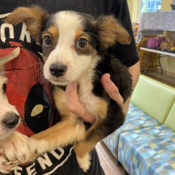 Blossom -  Terrier and Mixed Breed Dog for Adoption in Lynchburg, Virginia - Blossom | PetCurious