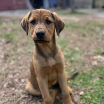 Labrador Retriever Dogs Available for Adoption in Madison, Wisconsin - Red | PetCurious