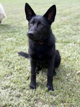 Georgia -  German Shepherd Dog Dog for Adoption in Covington, Louisiana - Georgia | PetCurious
