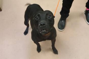 BLADE -  Mixed Breed Dog for Adoption in Columbia, South Carolina - BLADE | PetCurious