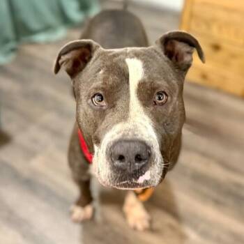 Pit Bull Terrier and American Bully Dogs Available for Adoption in Friendswood, Texas - Gordo Roll Over Romeo | PetCurious
