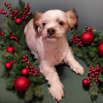 Rescue Shih Tzu Dogs for Adoption - Bella | PetCurious