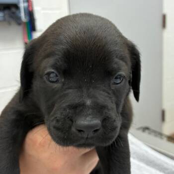 Lucia -  Black Labrador Retriever Dog Available for Adoption in Corpus Christi, Texas - Lucia | PetCurious
