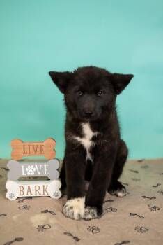 Akita Dogs Available for Adoption in Brighton, Colorado - 234-26 | PetCurious