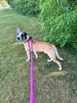 Chestnut -  Labrador Retriever Dog for Adoption in Liverpool, New York - Chestnut | PetCurious