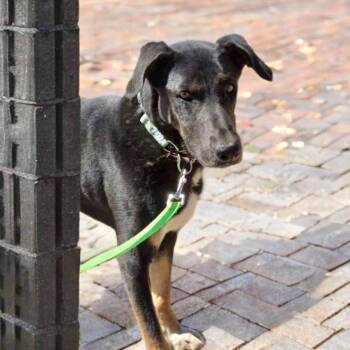 Rescue Shepherd Dogs for Adoption in Phoenix, Arizona - Pilot | PetCurious