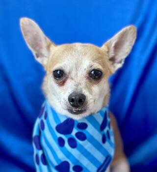 ROMEO -  Chihuahua Dog for Adoption in Rowland Heights, California - ROMEO | PetCurious