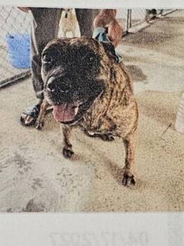 Mixed Breed Dogs Available for Adoption in Cincinnati, Ohio - Bridget | PetCurious