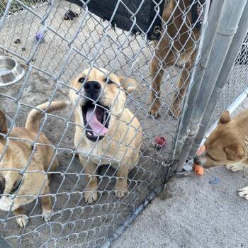 Mixed Breed Dogs Available for Adoption in Tacoma, Washington - Rory | PetCurious