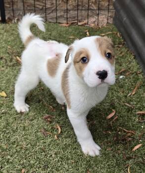 Rummy -  Jack Russell Terrier and Terrier Dog for Adoption in Apache Junction, Arizona - Rummy | PetCurious