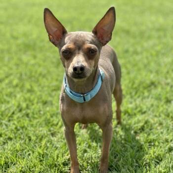 Suave -  Chihuahua and Miniature Pinscher Dog for Adoption in Las Vegas, Nevada - Suave | PetCurious