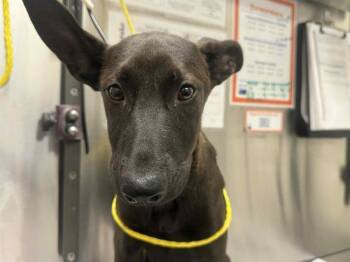 Rescue Mixed Breed Dogs for Adoption in Dallas, Texas - NALA | PetCurious