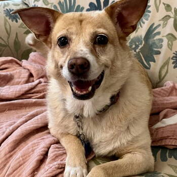 Rescue Corgi and Labrador Retriever Dogs for Adoption in Hillsborough, North Carolina - Athena | PetCurious
