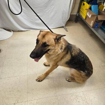 Aelin -  German Shepherd Dog Dog for Adoption in Lake Panasoffkee, Florida - Aelin | PetCurious