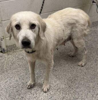 Nana -  Great Pyrenees and Mixed Breed Dog for Adoption in Kansas City, Missouri - Nana | PetCurious