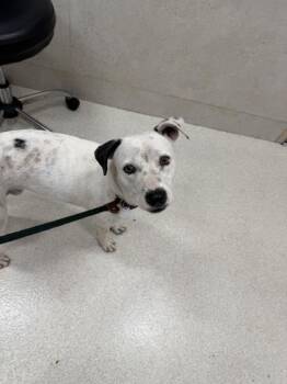 Zeppelin -  Catahoula Leopard Dog and Mixed Breed Dog for Adoption in Honolulu, Hawaii - Zeppelin | PetCurious