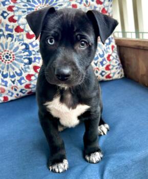 Mixed Breed Dogs Available for Adoption - Bowie  | PetCurious