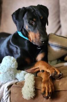 Phillip -  Doberman Pinscher Dog for Adoption in Minneapolis, Minnesota - Phillip | PetCurious
