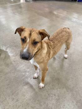 Rescue Mixed Breed Dogs for Adoption in Manchester, Connecticut - Bennie | PetCurious