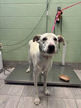 XERO -  Labrador Retriever Dog for Adoption in Grand Prairie, Texas - XERO | PetCurious