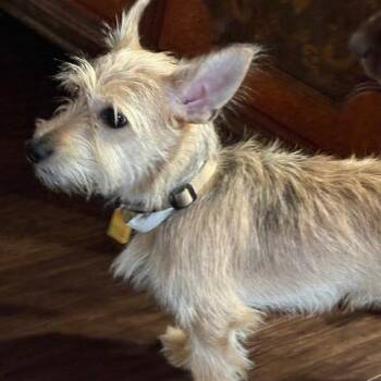 Scottish Terrier Dogs Available for Adoption in Colorado Springs, Colorado - Baby | PetCurious
