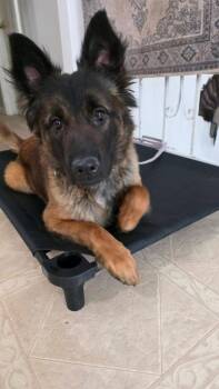 Azly - Located in Colorado -  Belgian Shepherd Malinois Dog for Adoption in Imlay City, Michigan - Azly - Located In Colorado | PetCurious