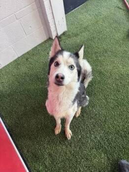 Husky and Mixed Breed Dogs Available for Adoption - Chai | PetCurious