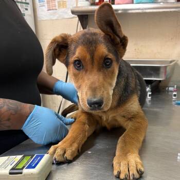 German Shepherd Dog Dogs Available for Adoption in Birmingham, Alabama - Lewis | PetCurious