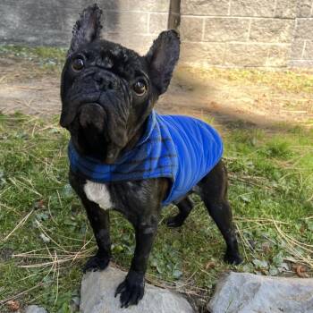 Waylon -  French Bulldog and Mixed Breed Dog for Adoption in Incline Village, Nevada - Waylon | PetCurious