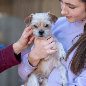 Chihuahua Dogs Available for Adoption - Darrien | PetCurious