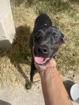 Rescue American Staffordshire Terrier Dogs for Adoption in San Antonio, Texas - MAXINE | PetCurious